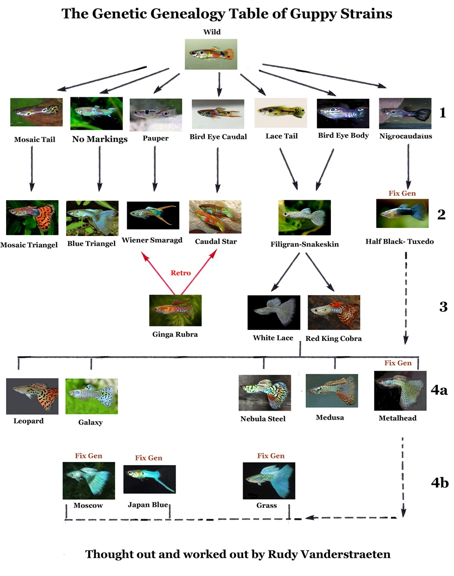Guppy De Genealogy Table Of The Guppy Strains